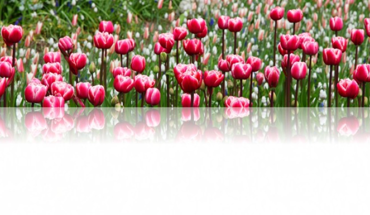 GARDEN CITY is een tuincentrum gespecialiseerd in de verkoop van pot - en snijbloemen en planten.